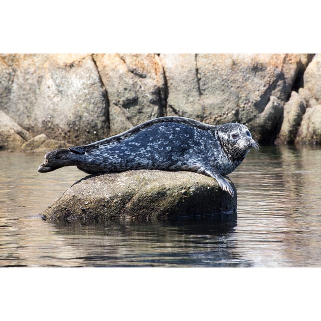 Glensperth Single Harbor Seal - Wrapped Canvas Print Alpen Home Size: 20cm H x 30cm W x 3.8cm D on Productcaster.