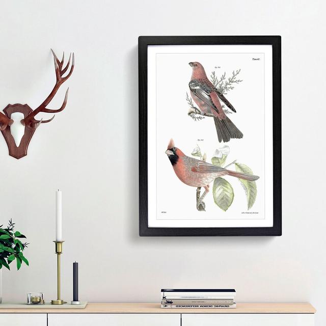 Pine Bulfinch and Cardinal Grosbeak Bird by J.E. De Kay - Picture Frame Painting Print East Urban Home Frame Option: Black Framed, Size: 48cm H x 36cm on Productcaster.