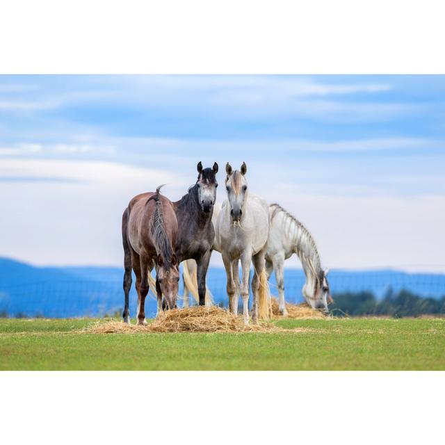 Young Horses Eating Natur Pur Size: 61cm H x 91cm W on Productcaster.