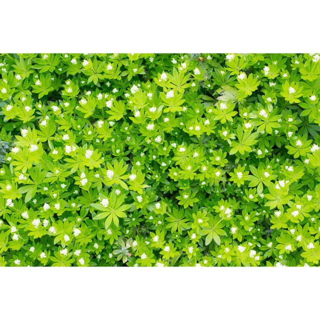 Flowering Woodruff by AnnekeDeBlok - No Frame Print on Canvas Latitude Run Size: 20cm H x 30cm W on Productcaster.