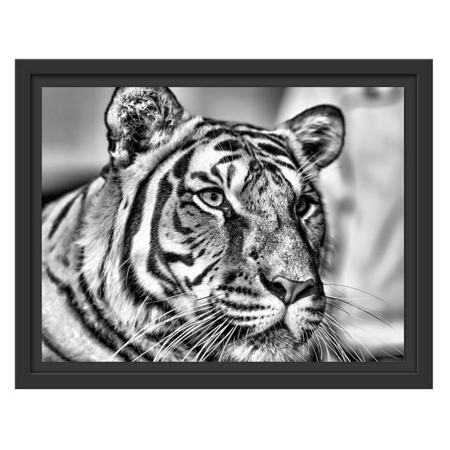 Gerahmtes Wandbild schöner Tiger East Urban Home Größe: 30 cm H x 38 cm B on Productcaster.