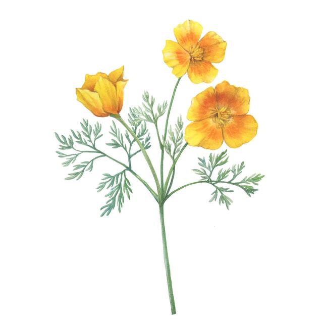 California Poppy Flower - Wrapped Canvas Art Prints Marlow Home Co. Size: 30cm H x 30cm W x 3.8cm D on Productcaster.