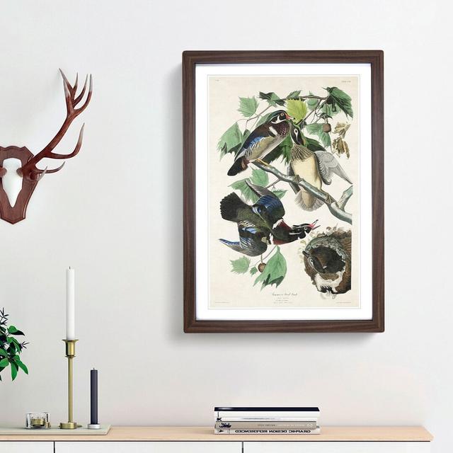 Wood Ducks by John James Audubon - Picture Frame Painting Print East Urban Home Frame Option: Walnut Framed, Size: 36cm H x 27cm W x 2cm D on Productcaster.