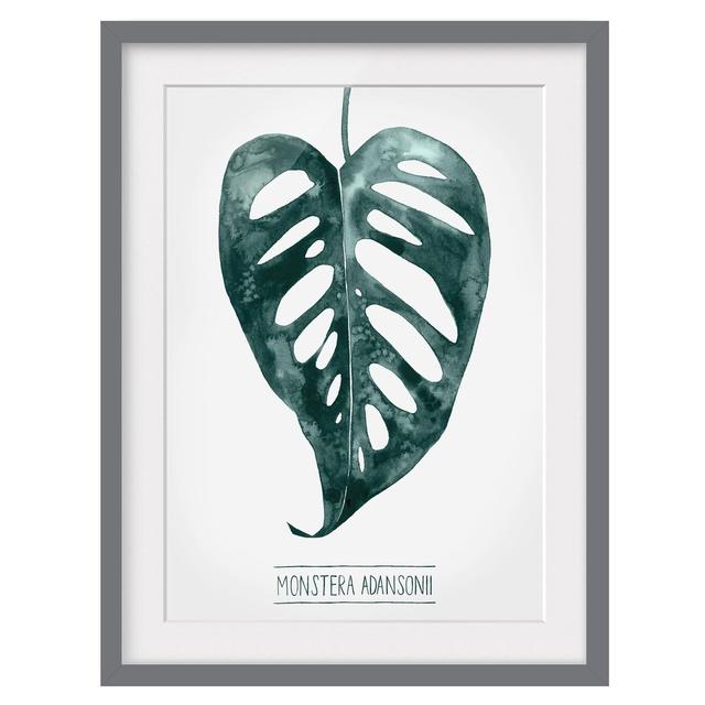 Emerald Green Monstera Adansonii - Picture Frame Graphic Art Bay Isle Home Size: 100cm H x 70cm W x 2cm D, Frame Option: Grey on Productcaster.