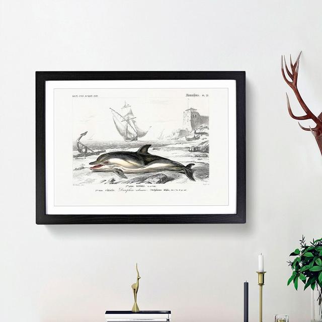 Beached Dolphin by Charles D'Orbigny - Single Picture Frame Painting East Urban Home Frame Option: Black Framed, Size: 24cm H x 33cm W x 2cm D on Productcaster.