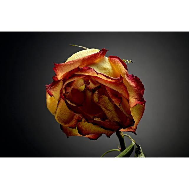 Studio Flowers VI - Wrapped Canvas Photograph Ebern Designs Size: 81cm H x 122cm W x 3.8cm D on Productcaster.