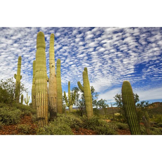 Cacti View III by David Drost - Wrapped Canvas Photograph Print Blue Elephant Size: 30cm H x 46cm W on Productcaster.