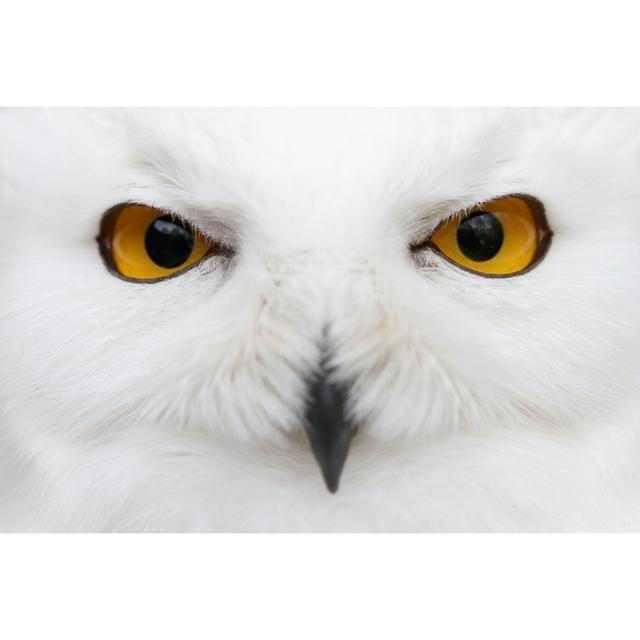 Snowy Owl - Wrapped Canvas Photograph Alpen Home Size: 20cm H x 30cm W x 3.8cm D on Productcaster.