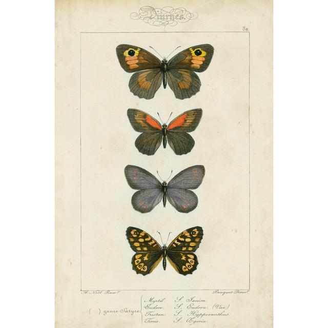 Pauquet Butterflies V by Pauquet - Wrapped Canvas Graphic Art August Grove Size: 76cm H x 51cm W x 3.8cm D on Productcaster.