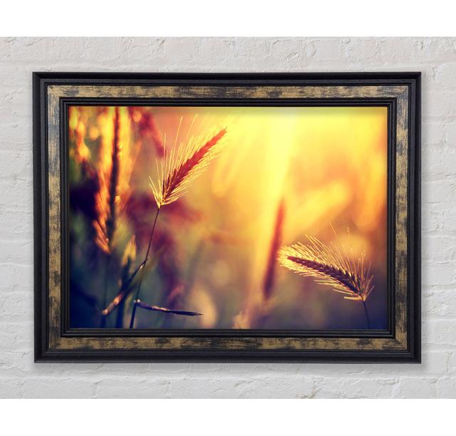 Summer Wheat Field In Golden Light - Single Picture Frame Art Prints Bright Star Size: 84.1cm H x 142.2cm W x 8cm D on Productcaster.