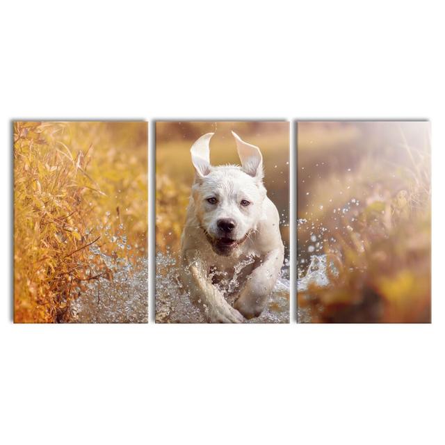 Labrador Puppy In Water - 3 Piece Wrapped Canvas Print East Urban Home Size: 240cm H x 120cm W x 2.4 cm D on Productcaster.