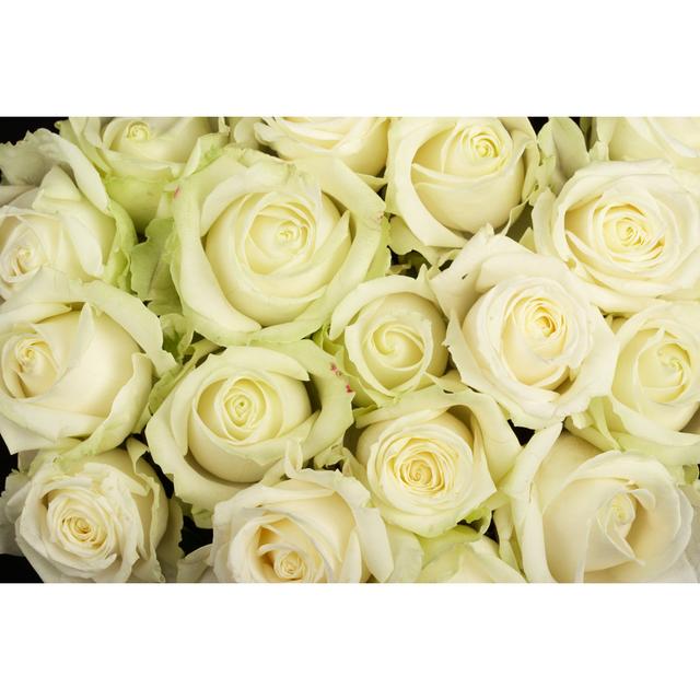 White Roses by Amriphoto - No Frame Art Prints on Canvas 17 Stories Size: 20cm H x 30cm W on Productcaster.