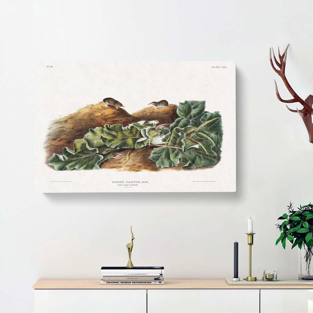 Least Shrew by J.W. Audubon - Wrapped Canvas Art Print East Urban Home Size: 50cm H x 76cm W x 3cm D on Productcaster.