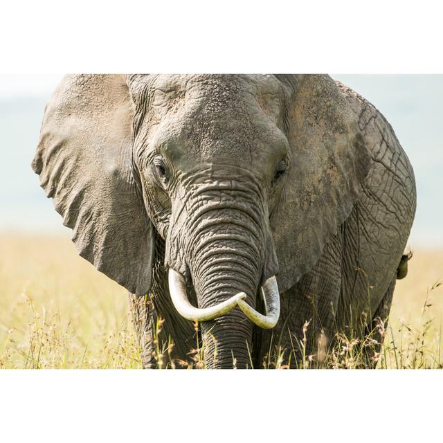 African Elephant by 1001slide - Wrapped Canvas Art Prints 17 Stories Size: 51cm H x 76cm W on Productcaster.