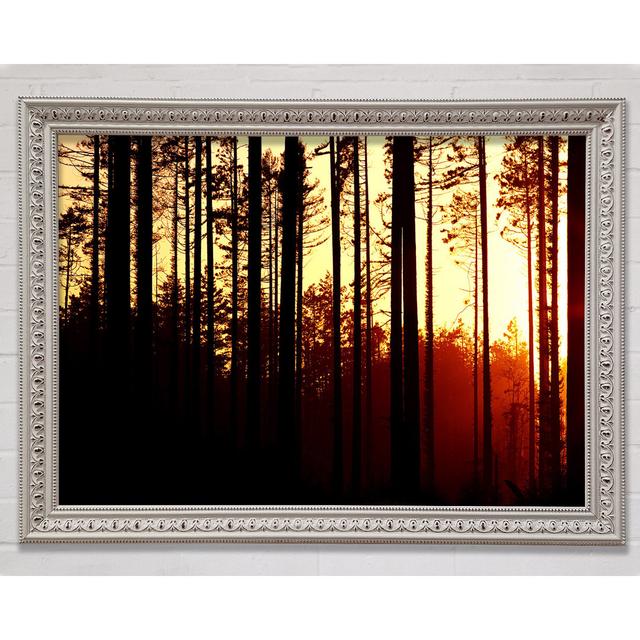 Forest Sunset Framed Print Bright Star Size: 29.7cm H x 42cm W x 3cm D on Productcaster.