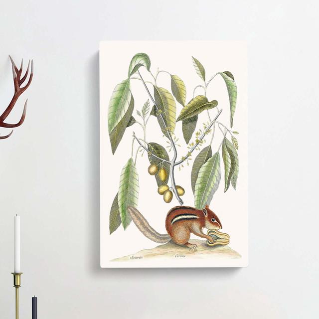 Ground Squirrel by Mark Catesby - Wrapped Canvas Painting Print East Urban Home Size: 50cm H x 35cm W x 3cm D on Productcaster.