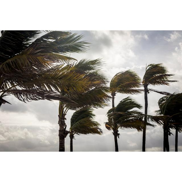 Palm Trees Before A Tropical Storm Or Hurricane - Wrapped Canvas Print 17 Stories Size: 20cm H x 30cm W x 3.8cm D on Productcaster.