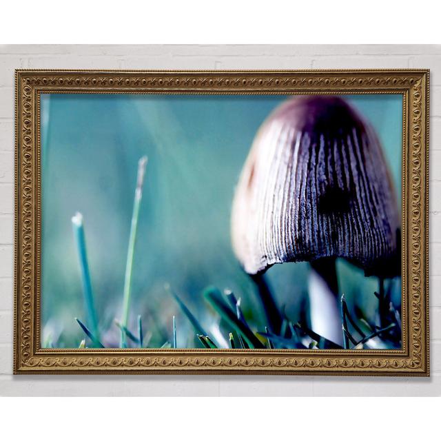 Wild Mushroom Framed Print Bright Star Size: 84.1cm H x 118.9cm W x 3cm D on Productcaster.