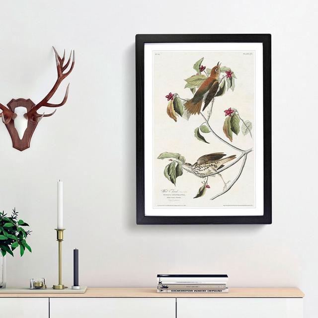 Wood Thrush Birds by John James Audubon - Picture Frame Painting Print East Urban Home Size: 48cm H x 36cm W x 2cm D, Frame Option: Black Framed on Productcaster.