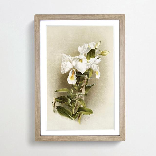 Magnolia Flowers Illustration Tab. 3 by Frederick Sander - Picture Frame Painting Print East Urban Home Frame Option: Oak, Size: 91cm H x 60cm W x 2cm on Productcaster.