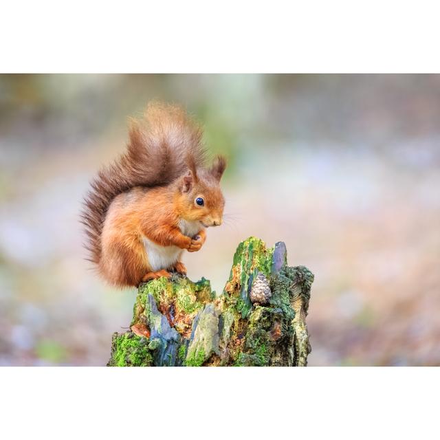 Cute Squirrel Sitting in Forest by Michael_Conrad - Wrapped Canvas Photograph Print Union Rustic Size: 20cm H x 30cm W x 3.8cm D on Productcaster.