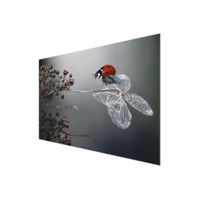 'Ladybird on Hydrangea' Photograph on Glass East Urban Home Size: 60 cm H x 90 cm W on Productcaster.