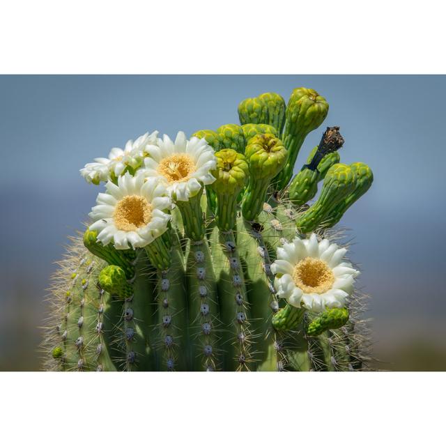 Saguaro Cactus Flowers by Jay Pierstorff - Wrapped Canvas Print 17 Stories Size: 20cm H x 30cm W on Productcaster.