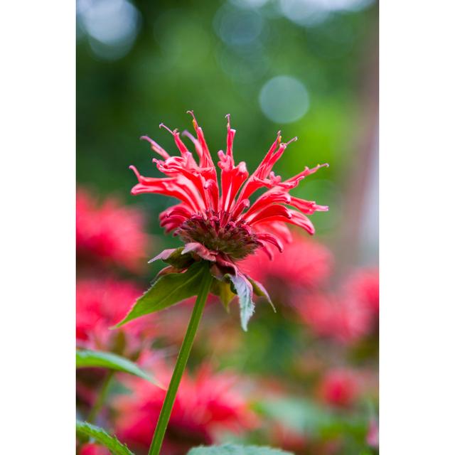 Red Monarda (Bee Balm) Ebern Designs Size: 30cm H x 20cm W x 3.8cm D on Productcaster.