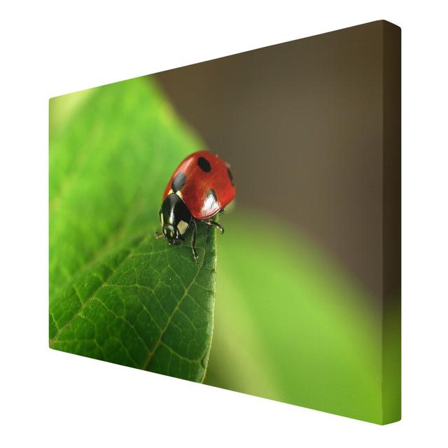 Ladybird - Wrapped Canvas Graphic Art Print East Urban Home Size: 60cm L x 90cm W on Productcaster.