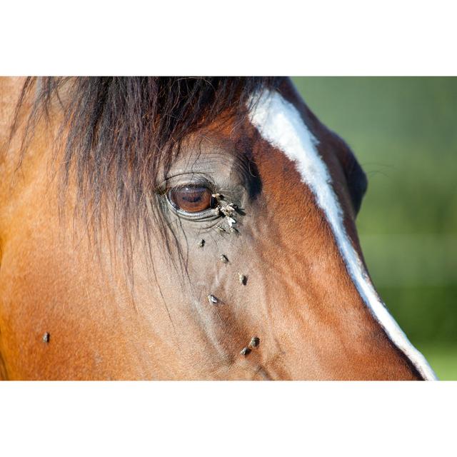 Horse With Flies by Anjajuli - Wrapped Canvas Art Prints Natur Pur Size: 40cm H x 60cm W x 1.8cm D on Productcaster.