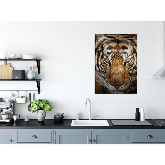 Tiger with Light Brown Eyes - Unframed Photograph on Glass Brayden Studio Size: 100cm H x 70cm W x 0.4cm D on Productcaster.