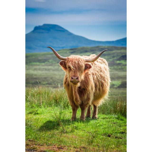 Turribridge Highland Cow in Scotland by Shaiith - Wrapped Canvas Art Prints Natur Pur Size: 30cm H x 20cm W x 3.8cm D on Productcaster.