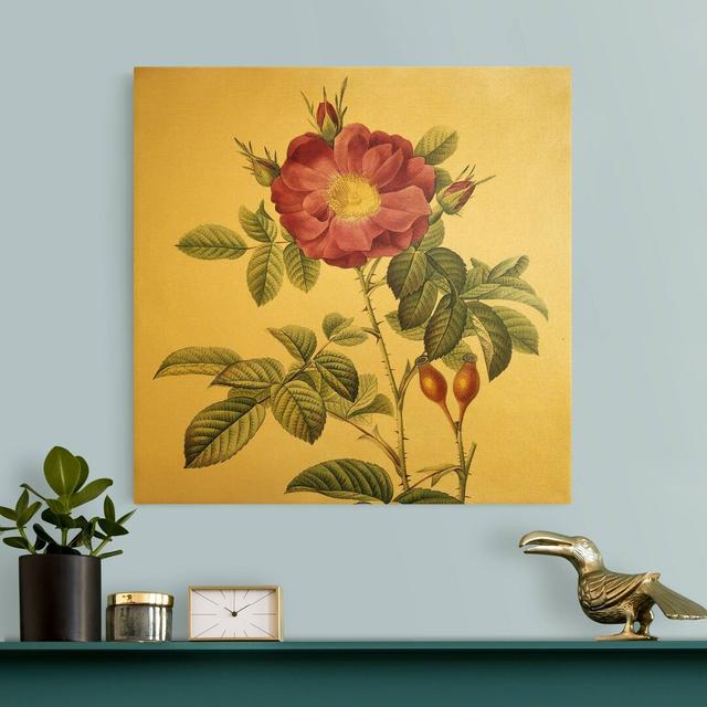 Portland Rose by Pierre Joseph Redoute - Wrapped Canvas Painting Mercer41 Size: 80cm H x 80cm W on Productcaster.