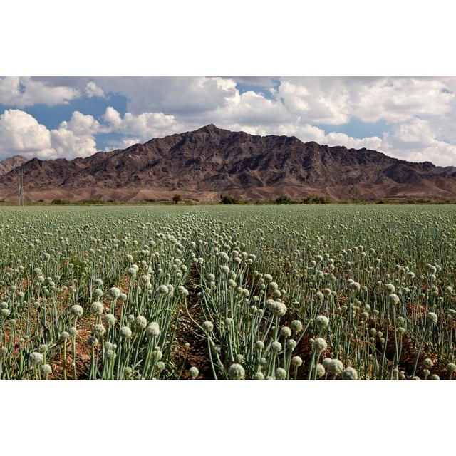 Onion Field by Deputyrick - Wrapped Canvas Print August Grove Size: 61cm H x 91cm W on Productcaster.