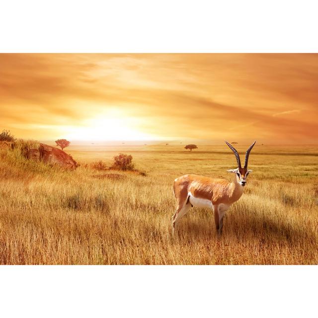 Gunther Lonely Antelope by Delbars - Wrapped Canvas Art Prints Alpen Home Size: 81cm H x 122cm W x 3.8cm D on Productcaster.