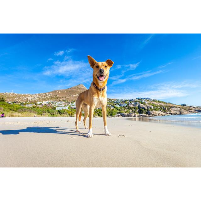 Dog Playing At The Beach Highland Dunes Size: 81cm H x 122cm W x 3.8cm D on Productcaster.