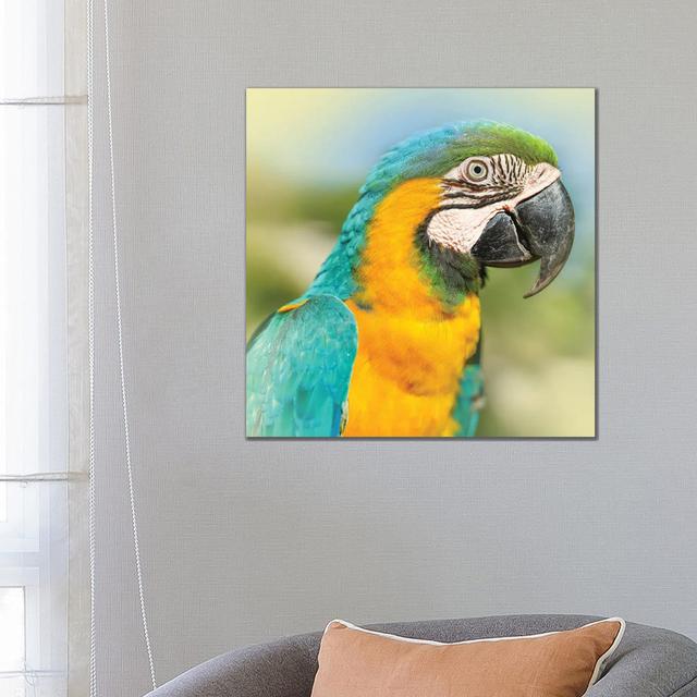 Parrot by Ben Heine - Wrapped Canvas Print 17 Stories Size: 66.04cm H x 66.04cm W x 3.81cm D on Productcaster.