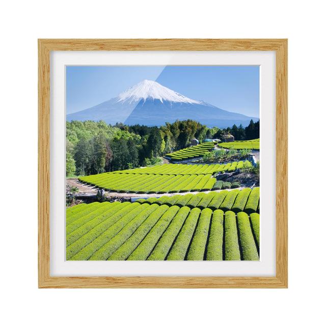 Tea Fields in Front of Fuji - Picture Frame Photograph August Grove Frame Option: Brown Framed, Size: 50cm H x 50cm W x 2cm D on Productcaster.