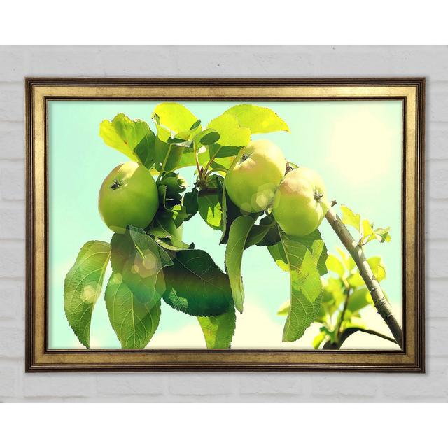 Apple Tree - Single Picture Frame Art Prints Ebern Designs Size: 29.7cm H x 42cm W x 1.5cm D on Productcaster.