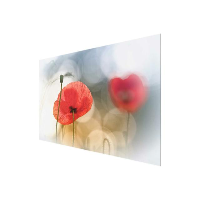 'Poppies in the Morning' Photograph on Glass East Urban Home Size: 80 cm H x 120 cm W on Productcaster.