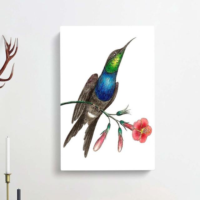 Furcated Hummingbird by George Shaw - Wrapped Canvas Painting East Urban Home Size: 50cm H x 35cm W x 3cm D on Productcaster.