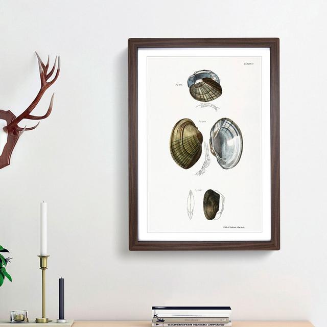 Types of Seashells PL. 21 by J.E. De Kay - Picture Frame Painting Print East Urban Home Frame Option: Walnut Framed, Size: 48cm H x 36cm W x 2cm D on Productcaster.