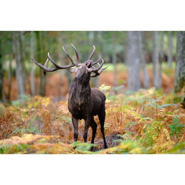 Elaphe Deer by Marc Chesneau - Wrapped Canvas Photograph Marlow Home Co. Size: 61cm H x 91cm W on Productcaster.