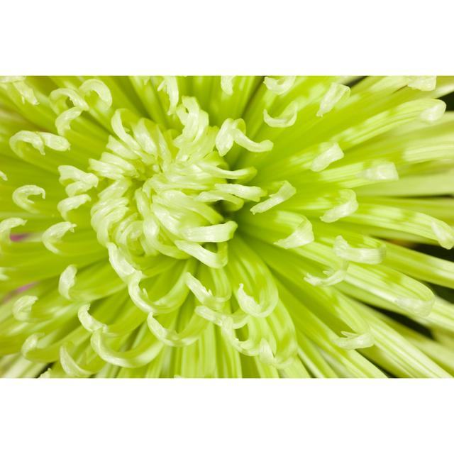 Green Spider Mum by Nancy C. Ross - Wrapped Canvas Art Prints 17 Stories Size: 61cm H x 91cm W x 3.8cm D on Productcaster.