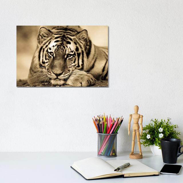 Tiger II by Goran Anastasovski - Wrapped Canvas Photograph Latitude Run Size: 20.32cm H x 30.48cm W x 1.905cm D on Productcaster.