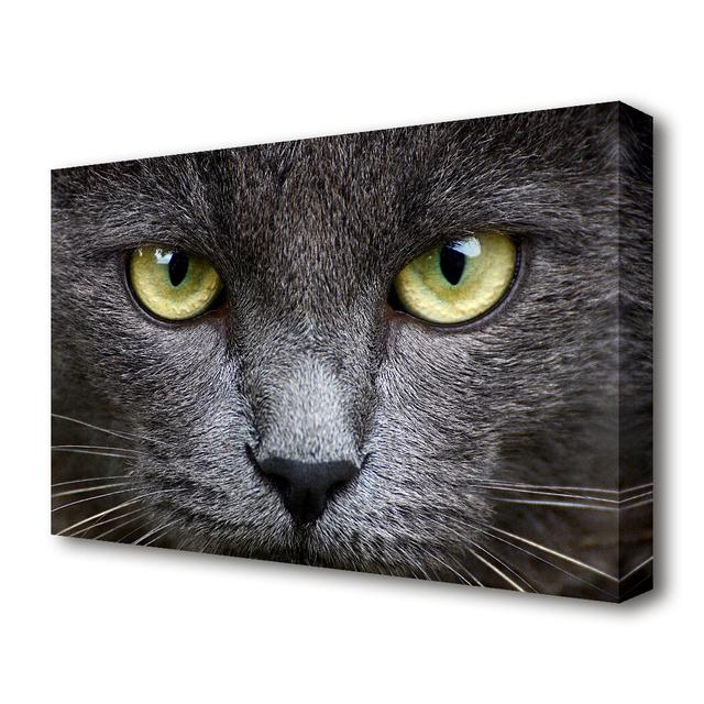 Smokey Grey Cat Wildlife - Wrapped Canvas Photograph Print East Urban Home Size: 81.3 cm H x 121.9 cm W on Productcaster.