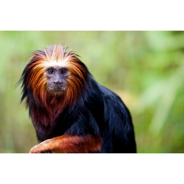 Golden-Headed Lion Tamarin - Wrapped Canvas Photograph Latitude Run Size: 30cm H x 46cm W x 3.8cm D on Productcaster.