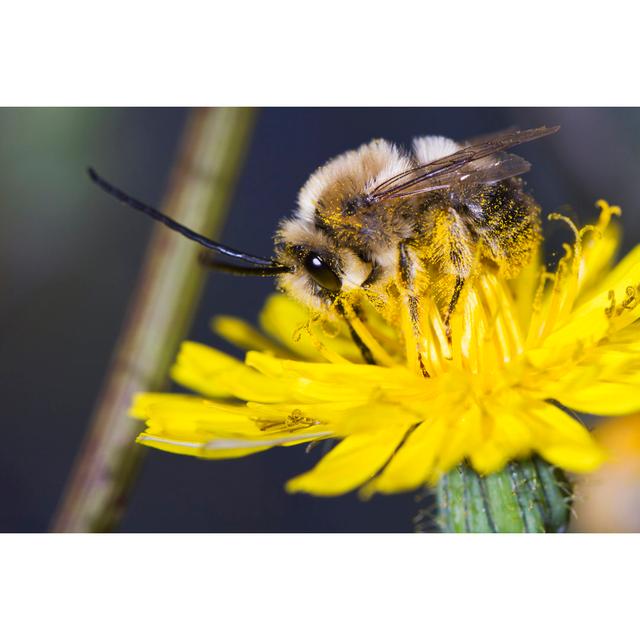 Baeddan Bee - Wrapped Canvas Photograph Brambly Cottage Size: 61cm H x 91cm W x 3.8cm D on Productcaster.