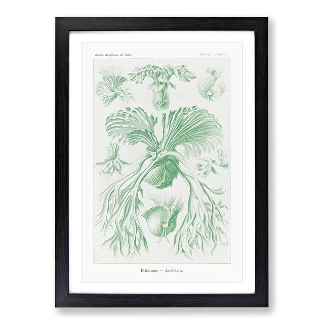 Ferns Vol.2 by Ernst Haeckel - Picture Frame Painting East Urban Home Size: 48cm H x 36cm W x 2cm D, Frame Option: Black Framed on Productcaster.