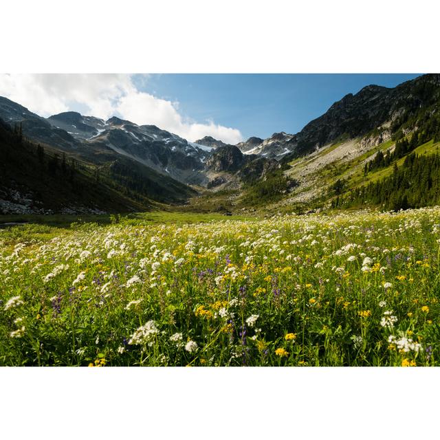 Mountain Wildflowers In Bloom by StockstudioX - Print Wall Art Production Network Size: 61cm H x 91cm W x 3.8cm D on Productcaster.